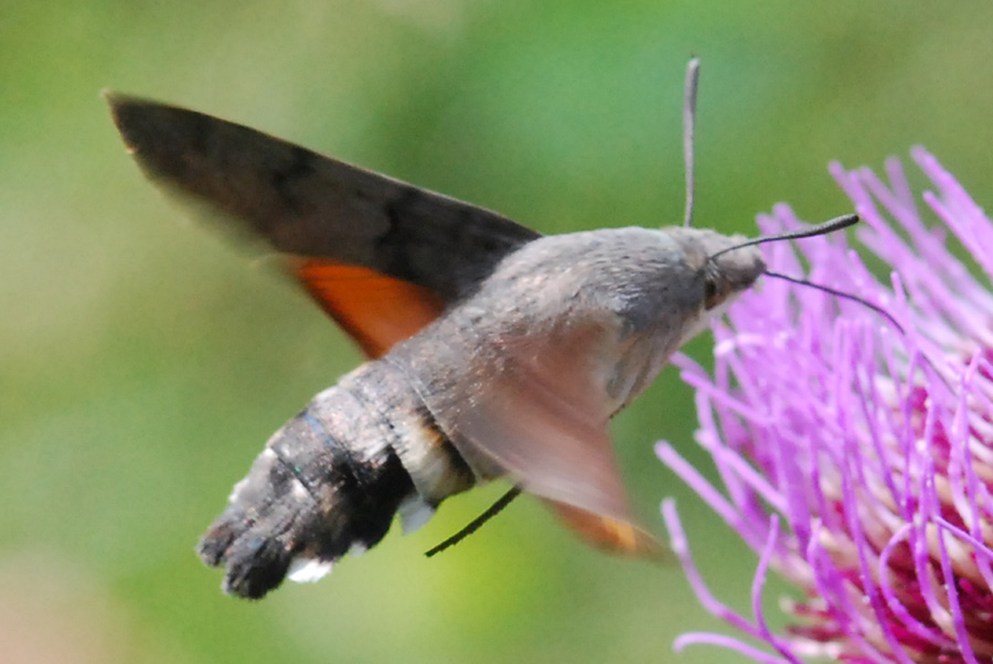 macroglossum stellatarum? Si